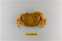 藏品(黃灰澤蟹)的圖片